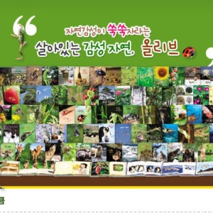 [중고도서]055352021.감성자연 올리브 자연관찰